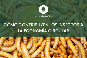 como contribuyen los insectos en la economía circular