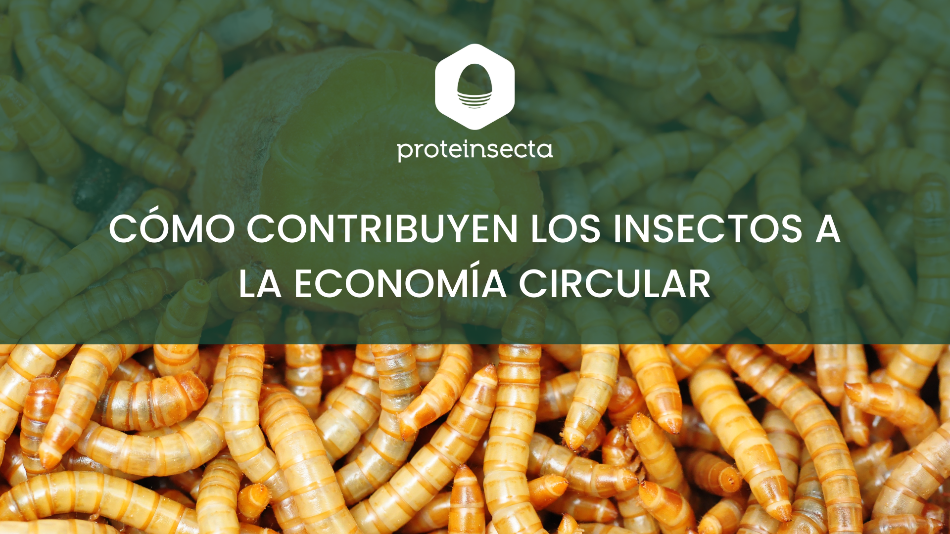 como contribuyen los insectos en la economía circular