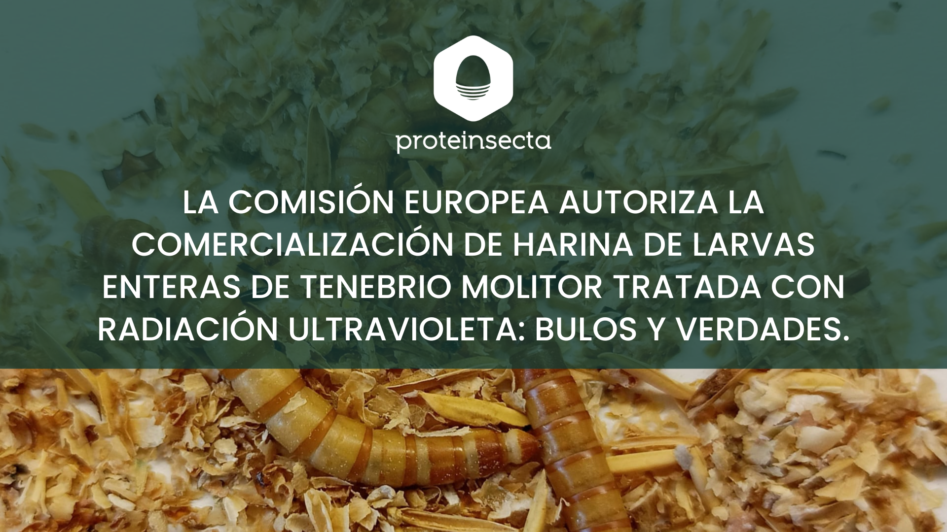 La Comisión Europea autoriza la comercialización de harina de larvas enteras de Tenebrio molitor tratada con radiación ultravioleta : bulos y verdades.